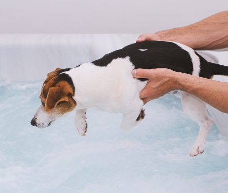 Adorable dog puppy is afraid to bathe in bubble bath. Pet care and health concept