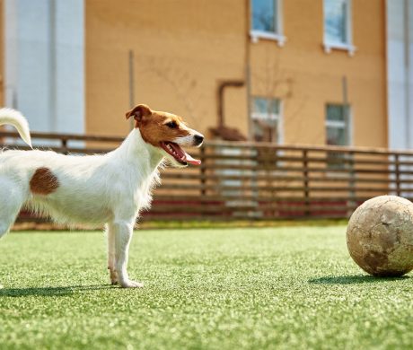 DOg play football on the field