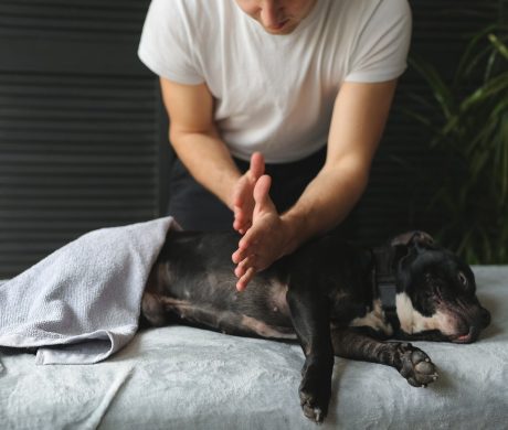 Staffordshire Bull Terrier dog being massaged by a professional masseur, massage table, gray towel
