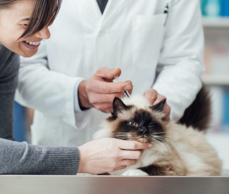 Veterinarian giving an injection to a pet