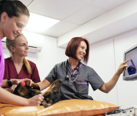 Veterinary team doctors working.