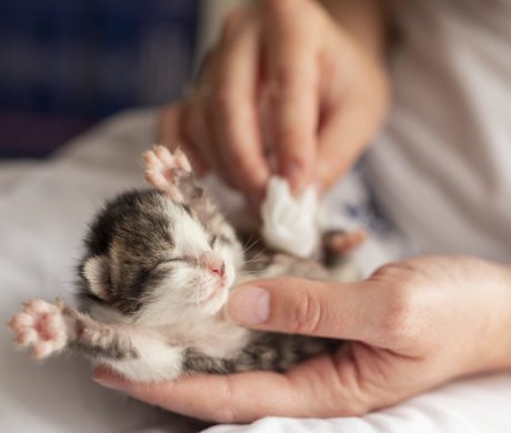 Woman stimulating kitten bowel movements